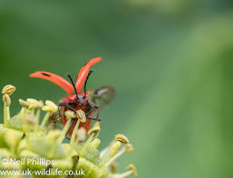 Attēlu rezultāti vaicājumam “Endomychus coccineus”