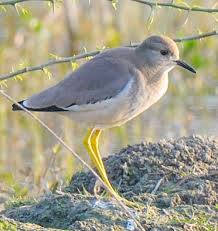 Image result for Vanellus leucurus