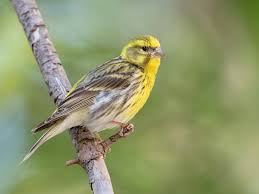 Image result for Serinus serinus