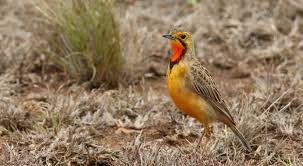 Attēlu rezultāti vaicājumam “Motacillidae”