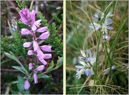 Attēlu rezultāti vaicājumam “Polygala vulgaris”