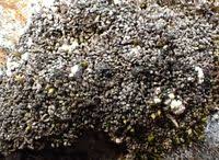 Attēlu rezultāti vaicājumam “Trilophozia quinquedentata”