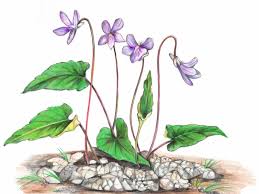 Attēlu rezultāti vaicājumam “Viola uliginosa leaf”