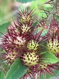 Attēlu rezultāti vaicājumam “Diplolepis bicolor”