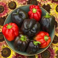 Afbeeldingsresultaat voor chocolate beauty sweet pepper