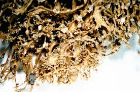 Attēlu rezultāti vaicājumam “Ramalina pollinaria”