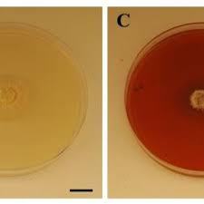 Attēlu rezultāti vaicājumam “Sarcodontia crocea”