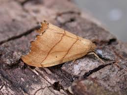 Attēlu rezultāti vaicājumam “Falcaria lacertinaria”