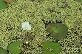 Attēlu rezultāti vaicājumam “Hydrocharitaceae”