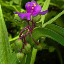 Attēlu rezultāti vaicājumam “Tradescantia virginiana”