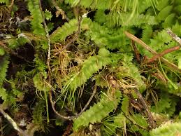 Attēlu rezultāti vaicājumam “Geocalyx graveolens”