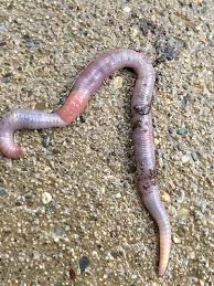 Attēlu rezultāti vaicājumam “Lumbricidae”