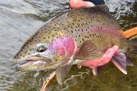 Image result for Oncorhynchus