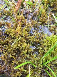 Attēlu rezultāti vaicājumam “Hamatocaulis vernicosus”