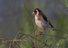 Attēlu rezultāti vaicājumam “Carduelis carduelis adult”