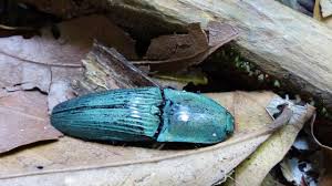 Attēlu rezultāti vaicājumam “Elateridae”