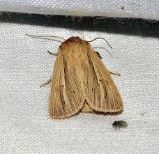 Attēlu rezultāti vaicājumam “Agonopterix hypericella imago”