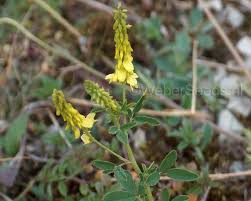 Attēlu rezultāti vaicājumam “Melilotus officinalis”
