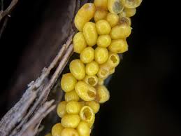 Attēlu rezultāti vaicājumam “Trichia ambigua”