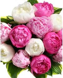 Image result for Pfingstrose