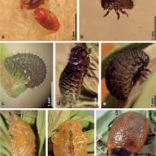 Attēlu rezultāti vaicājumam “Chrysolina sanguinolenta”