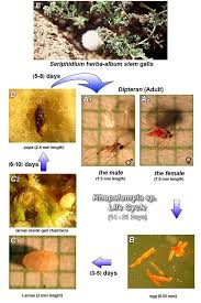 Attēlu rezultāti vaicājumam “Cecidomyiidae”