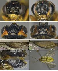Attēlu rezultāti vaicājumam “Euura brevicornis larva”