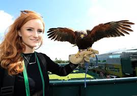 Image result for Wimbledon Hawks