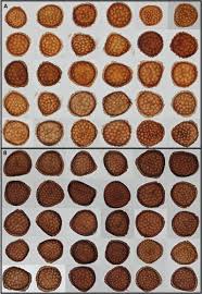 Attēlu rezultāti vaicājumam “Riccia bifurca”