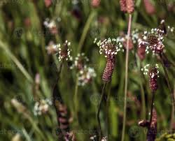 Attēlu rezultāti vaicājumam “Plantago lanceolata flower”