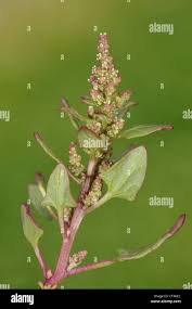 Attēlu rezultāti vaicājumam “Chenopodium rubrum leaf”