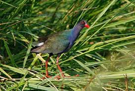 Image result for Porphyrio alleni