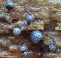 Attēlu rezultāti vaicājumam “Cribraria vulgaris macro”