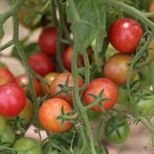 Afbeeldingsresultaat voor rose quartz tomato