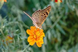 Attēlu rezultāti vaicājumam “Argynnis aglaja”