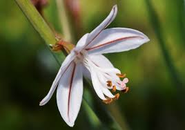 Image result for Asphodelus fistulosus