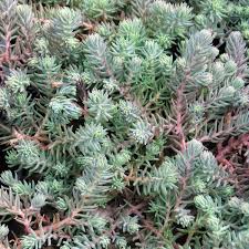 Attēlu rezultāti vaicājumam “Sedum rupestre leaf”