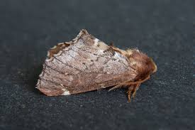 Attēlu rezultāti vaicājumam “Odontosia carmelita”