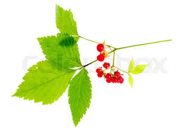 Attēlu rezultāti vaicājumam “Rubus saxatilis”