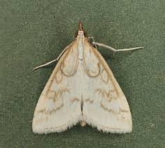 Attēlu rezultāti vaicājumam “Udea lutealis”