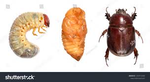 Attēlu rezultāti vaicājumam “Scarabaeidae”