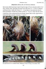 Attēlu rezultāti vaicājumam “Didymium clavus stalked”