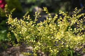 Attēlu rezultāti vaicājumam “Betula nana flower”