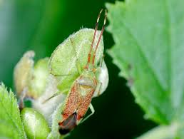 Attēlu rezultāti vaicājumam “Pantilius tunicatus imago”
