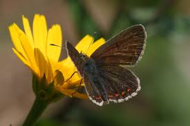 Attēlu rezultāti vaicājumam “Aricia artaxerxes”