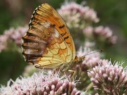 Attēlu rezultāti vaicājumam “Brenthis daphne underside”