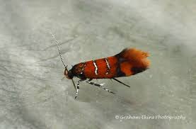 Attēlu rezultāti vaicājumam “Semioscopis avellanella imago”