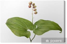 Attēlu rezultāti vaicājumam “Maianthemum bifolium”