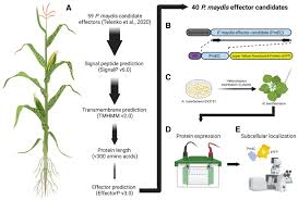 Attēlu rezultāti vaicājumam “Badhamia melanospora stalked”