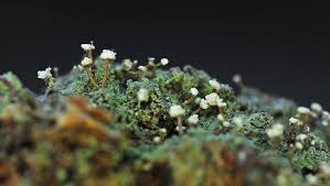 Attēlu rezultāti vaicājumam “Sclerophora farinacea”